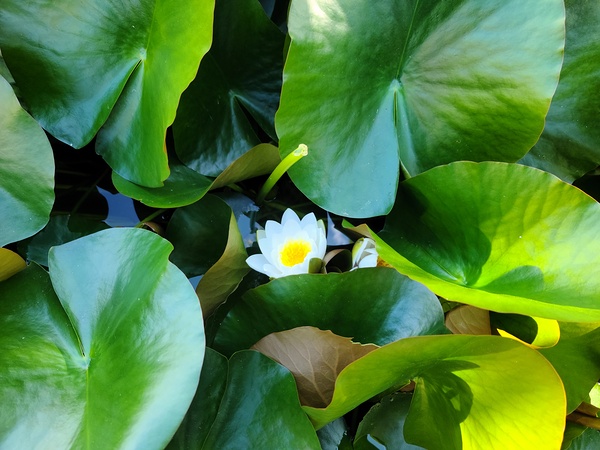 Lusty Lily: Beneath the Folds Print