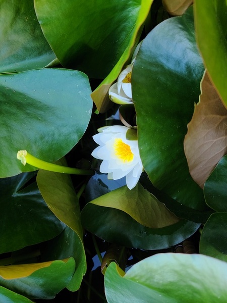 Shy Blossom in Green Embrace Print