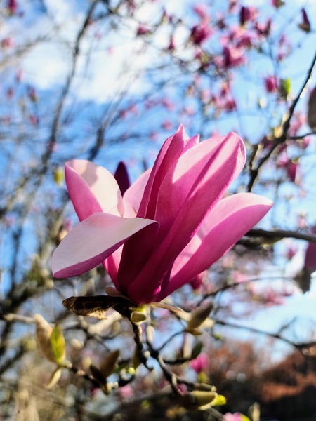 The Velvet Moment Between Bud and Bloom Print
