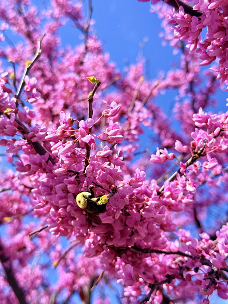 IMG 1620 Digital Download