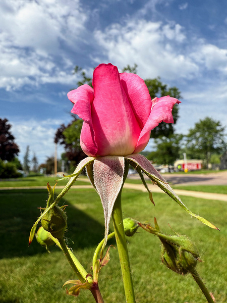 Unspoken Flame of the Garden’s Soul Print