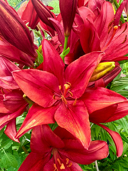 Close Encounter with Red Asiatic Lily Print