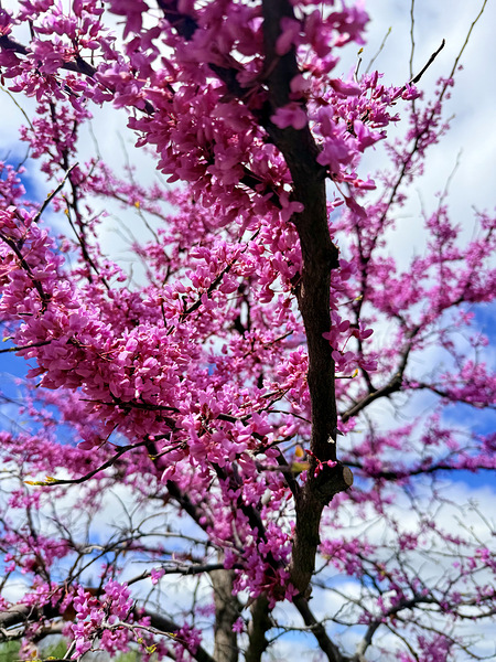  Redbud in Full Glory Print