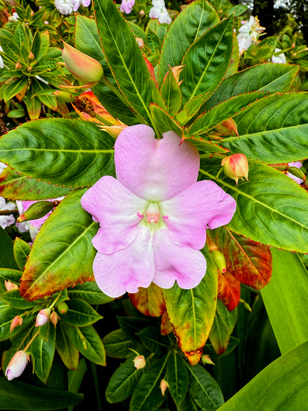 Impatiens: Soliloquy in Pink Digital Download