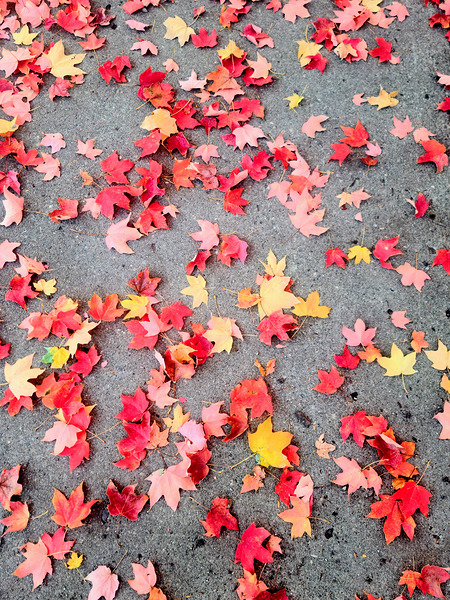 Colorful Fallen Beauties Digital Download