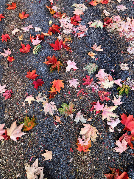 Grounded in Colors: Scattered Beauty Print