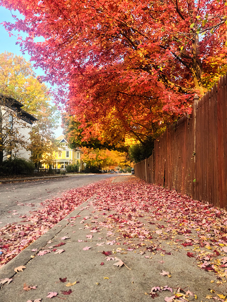 Fall Over the Fence  Print