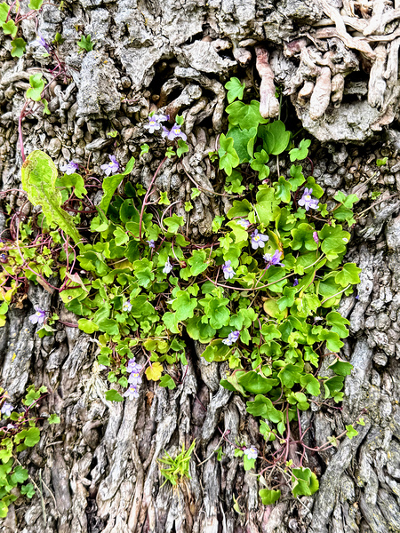  Ivy-leaved Toadflax: A Green Defiance Print