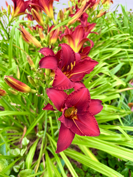 Flame of the Garden Print