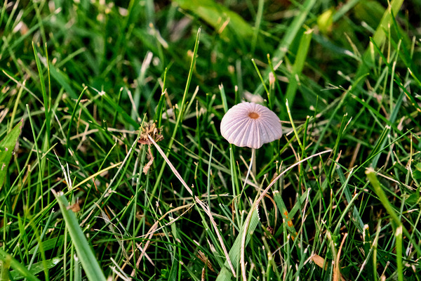 The Littlest Umbrella Digital Download