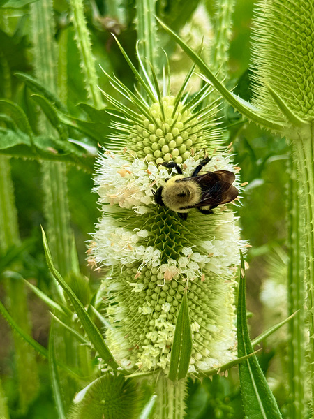 Teasel Crownwork Digital Download