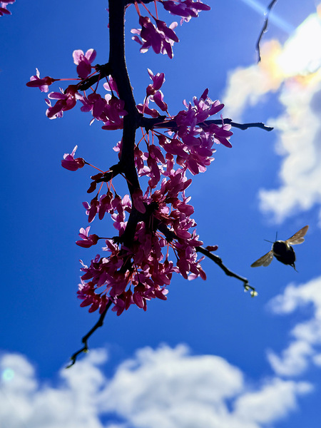 Blossom & Wing Print