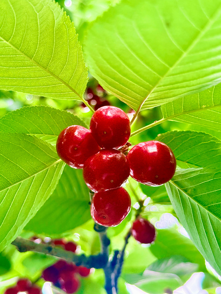 Scarlet Clusters of Abundance Digital Download