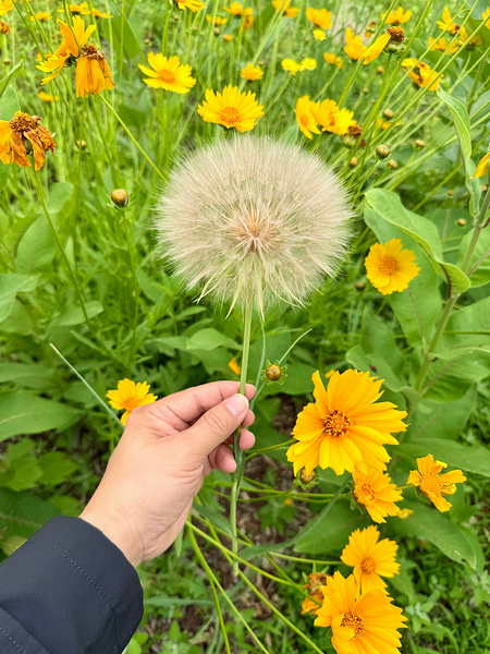 The Wild Stillness Between Wishes Print