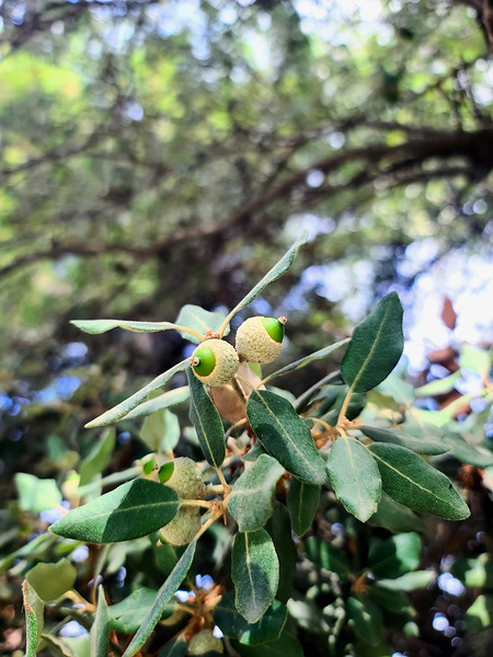 Nature’s Little Lanterns: A Hidden Symphony of Light and Green Print
