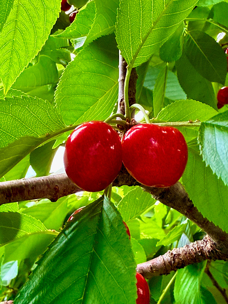 Twin Suns on the Orchard Axis Print