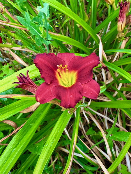 Crimson Flare Digital Download