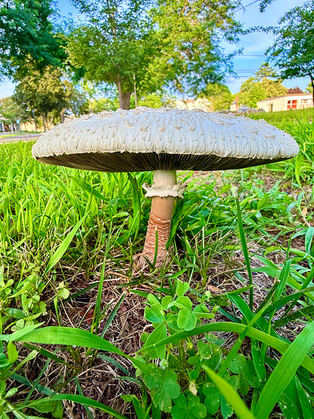 Pillar of the Undergrowth Print