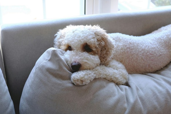 Patient Pooch Finn Print