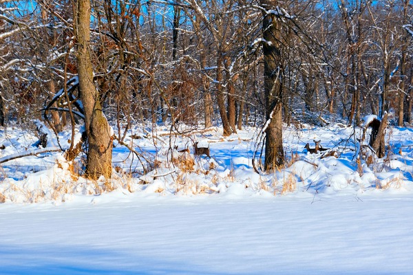 Hiding in Plain Sight Print