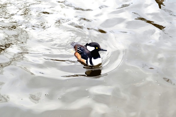 Only The Lonely Loon Print