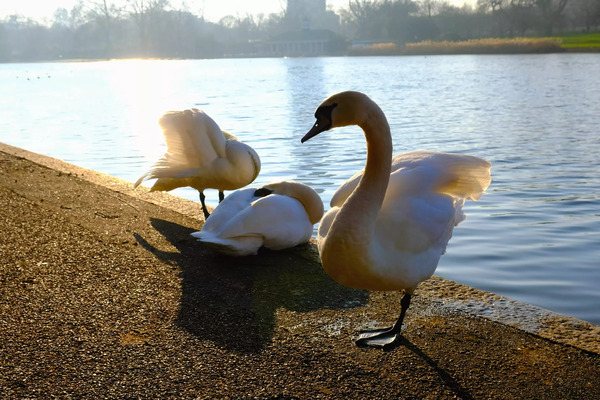 Swan Yoga Morning Stretch 3 Digital Download
