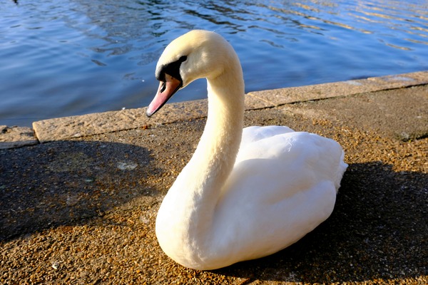 Swan Poses 1B Print