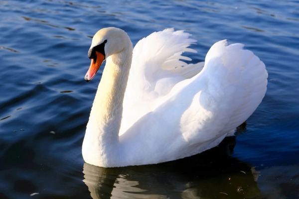 Wings of Love 1A Print