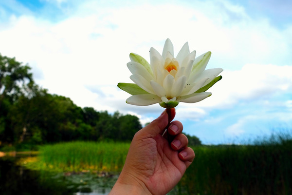  Offering of the Wild Print