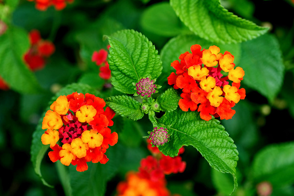 Color that Heals: The Medicinal Heart of Lantana Camara Print