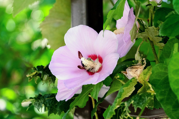 Bee Drowning in Pollen  Digital Download