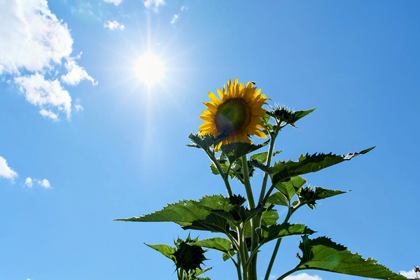 Solar Serenade: The Bloom That Reaches Back Print