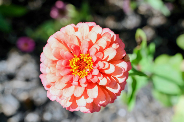Sun Soaked Pink Zinnia Digital Download