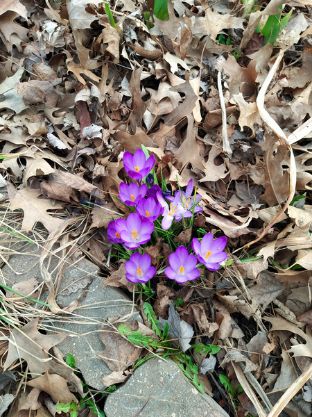 Petals of Renewal Print