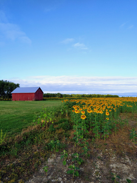 Golden Silence Print