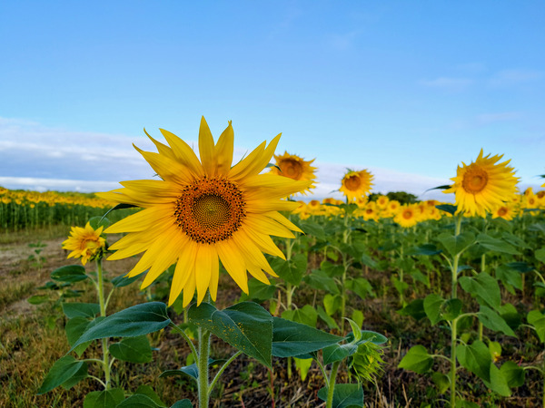 First Light Flower Digital Download