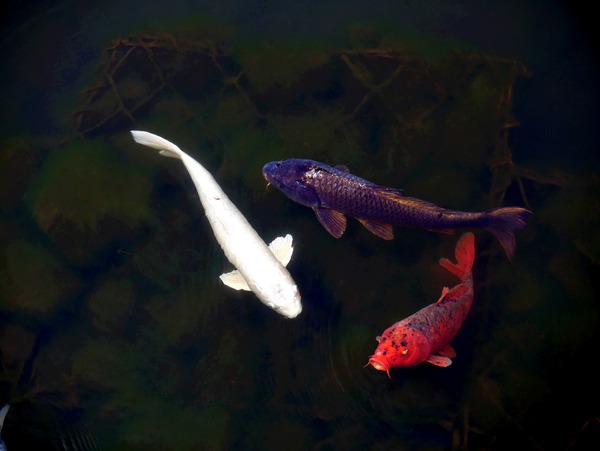 Some Very Coy Koi Print