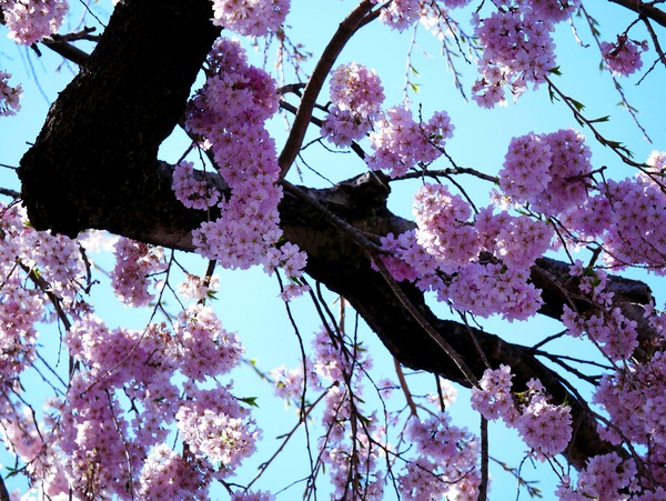 Cherry Blossom  Print