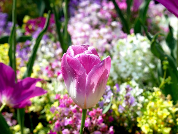 Tulips Are Better Than One 2 Print