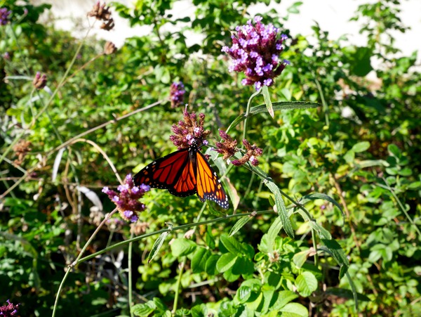 Monarch Butterfly Digital Download