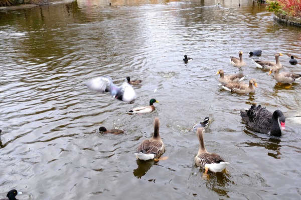 Pigeon Photobomb Digital Download