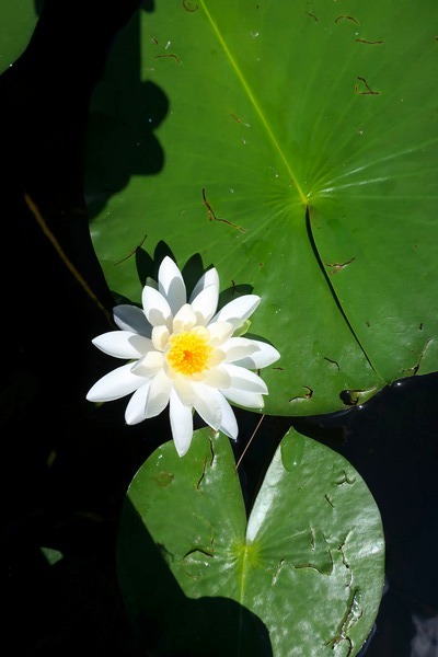 Blooms of Joy 2 Print