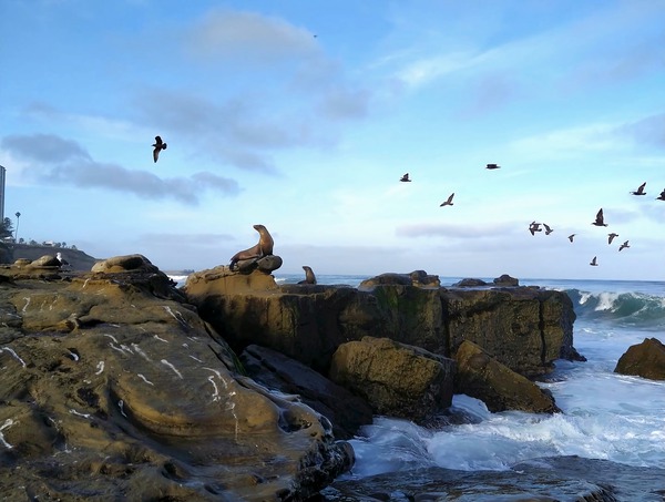 Seal Bird Watching 2 Print