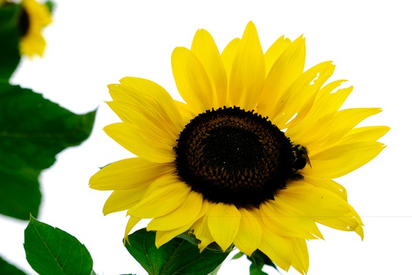 Blooms of Joy 3 Digital Download