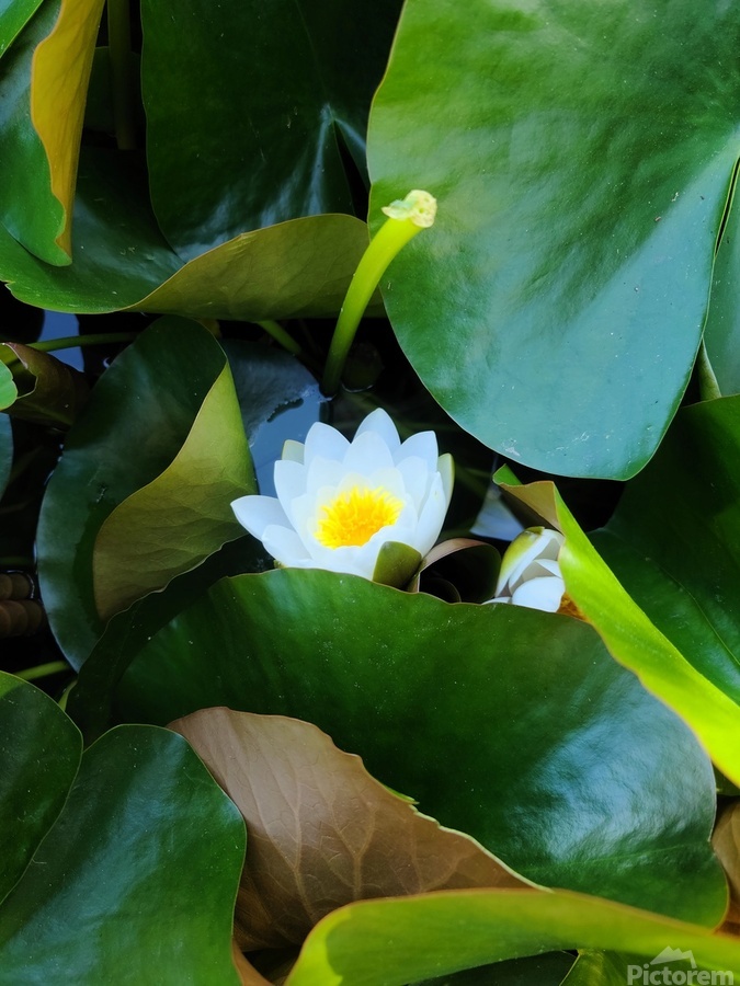 The Quiet Reveal: Beauty Beneath  Print