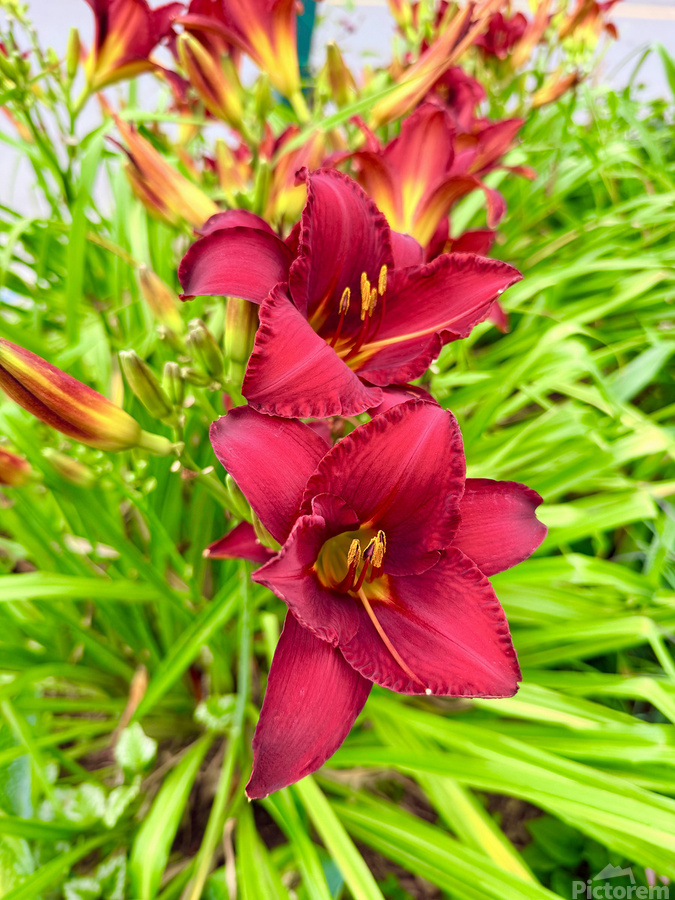 Scarlet Radiance  Print