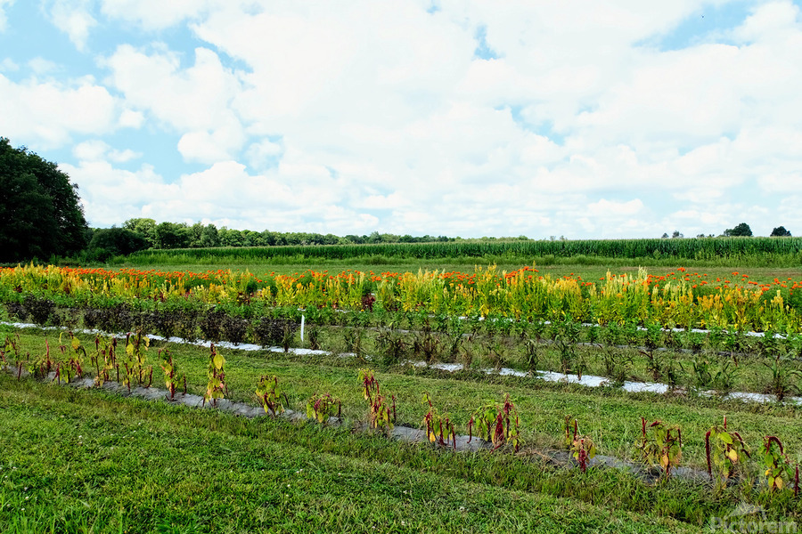 The Silent Pulse of Cultivation  Print