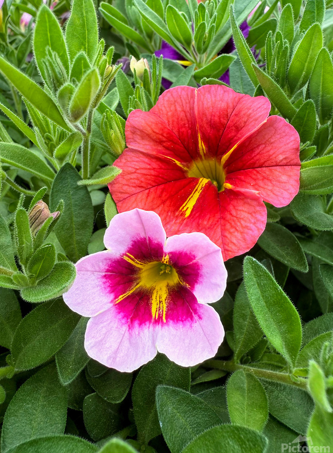 Duet in Full Color  Print