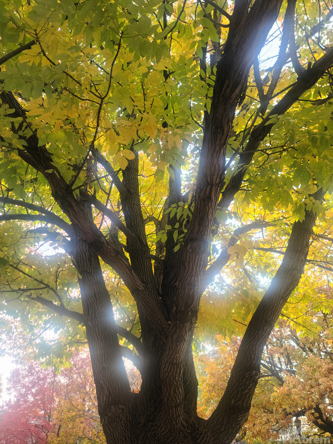 Fall Transition: Beneath the Light of Leaves  Print