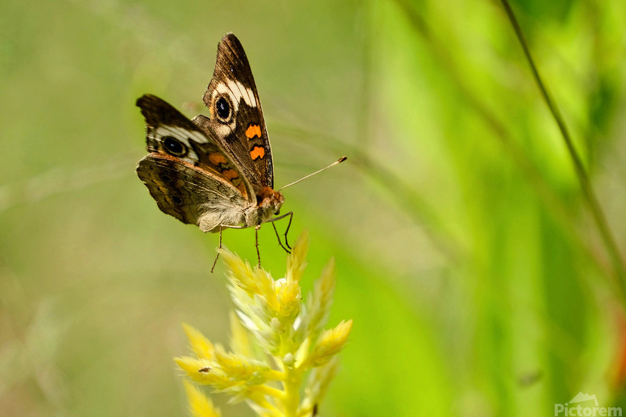 Buckeye Butterfly: Stillness Between Wingbeats  Print